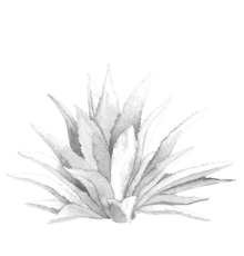 agave-440x460