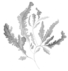 algae-440x460
