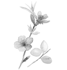 almond-440x460
