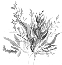 biomarine-440x460