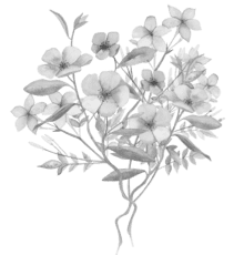 botanicalflowers-440x460