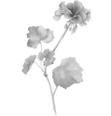 geranium-440x460