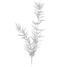 juniper-440x460