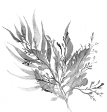 marinecollagen 440x460 1