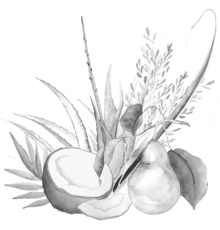 naturalvegancomplex-440x460