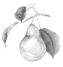 pear-440x460