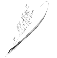 rice 440x460 1