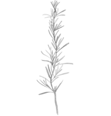rosemary-440x460