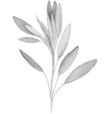 sage-440x460