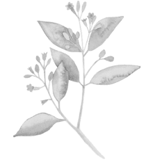 sandalwood-440x460