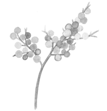 sawpalmetto-440x460