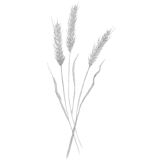wheat-440x460