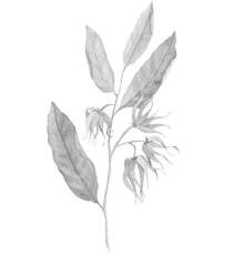 ylangylang-440x460